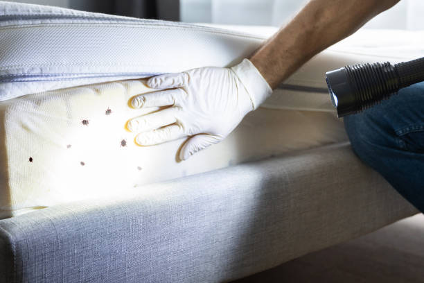 Professional Pest Control in Cathedral City, CA