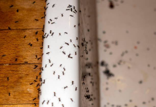 Best Affordable Pest Control Services  in Thedral City, CA